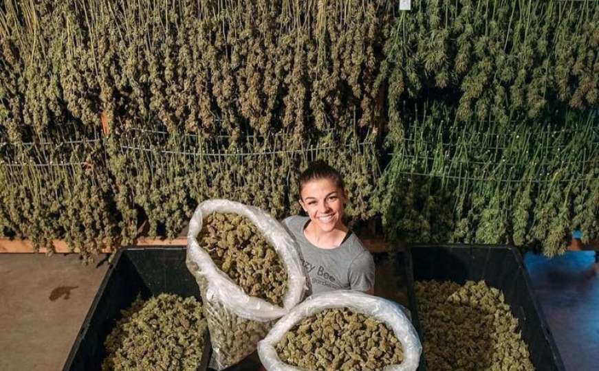 AlbaniaWeed4.jpg