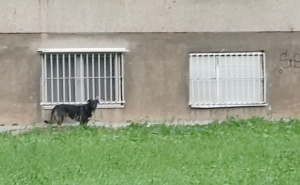 Stanari očajni, nadležni nemarni: U jeku epidemije mrtav pacov danima stoji ispred zgrade u Sarajevu