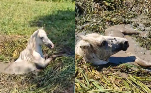 Bravo, dobri ljudi: Četiri muškarca iz Stoca spasila divlju kobilu